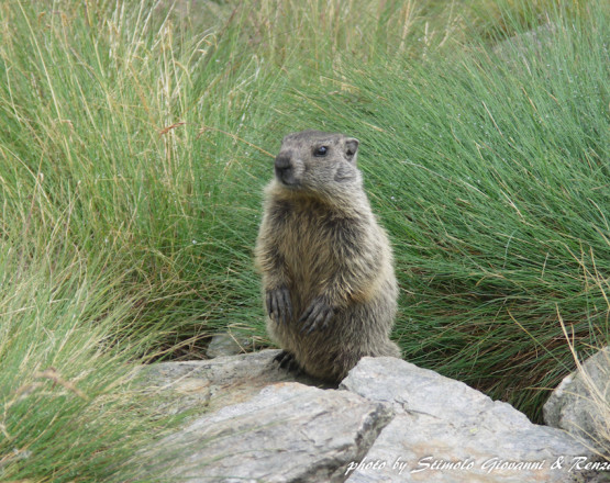 Marmotta in Valfurva