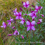 Epilobium