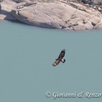 Aquila reale