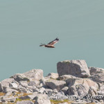 Aquila reale