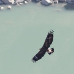 Aquila reale