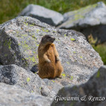 Marmotta