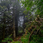 Bosco di Val Gallinera