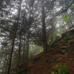 Bosco di Val Gallinera