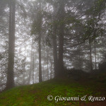 Bosco di Val Gallinera