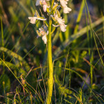 Orchidea selvatica