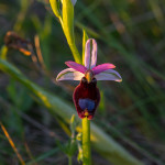 Orchidea selvatica