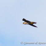 Falco pellegrino con preda