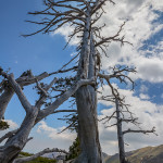 Loricati argentei sulla cresta Sud di Serra delle Ciavole