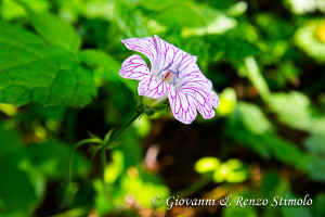 Geranio striato (Geranium versicolor)