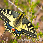 Macaone (Papilio machaon Linnaeus, 1758)