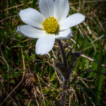 Anemone alpina (Pulsatilla alpina (L.) Delarbre)