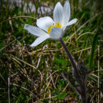 Anemone alpina (Pulsatilla alpina (L.) Delarbre)