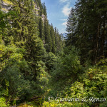 Il lussurreggiante tratto boscoso del sentiero della Dèna