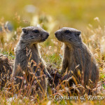 Giovani marmotte