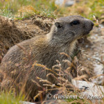 Giovane marmotta