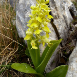 Orchide pallida (Orchis pallens)