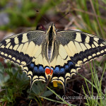 Macaone (Papilio machaon)