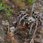 Tarantola (Lycosa tarantula)