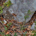Falangio o ragno della campagna (Phalangium opilio)