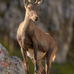Stambecco (Capra ibex)