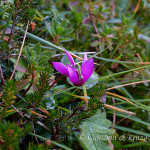 Ciclamino delle Alpi (Cyclamen purpurascens)