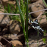 Ascalafo Bianco (Libelloides coccajus)