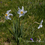 Narciso selvatico (Narcissus poeticus)