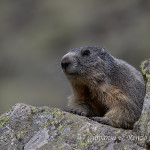 Marmotta delle Alpi (Marmota marmota)