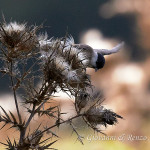 Cincia bigia (Poecile palustris)