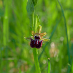 Ofride scura (Ophrys incubacea)