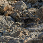 Marmotta delle Alpi (Marmota marmota)