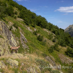 Stambecco (Capra ibex)