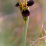 Bellavedova (Iris tuberosa)