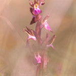 Orchide a sacco (Anacamptis collina)
