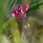 Orchidea farfalla (Anacamptis papilionacea)