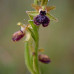 Ofride della passione (Ophrys passionis Sennen)