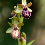 Ofride della passione (Ophrys passionis Sennen)
