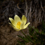 Anemone alpina (Pulsatilla alpina)