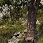 Camoscio alpino (Rupicapra rupicapra)