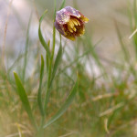 Meleagride minore (Fritillaria tenella)