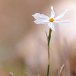 Narciso miniato (Narcissus miniatus)