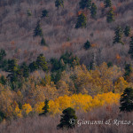 I colori dell'autunno nel bosco di San Francesco