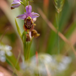 Ofride pugliese (Ophrys holosericea subsp. apulica)