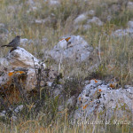 Passero solitario (Monticola solitarius)