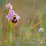 Ofride negletta (Ophrys tenthredinifera subsp. neglecta)