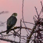 Smeriglio (Falco columbarius)