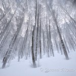 Il bosco d'inverno