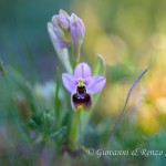 Ophrys tenthredinifera subsp. neglecta