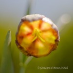 Meleagride minore (Fritillaria tenella)